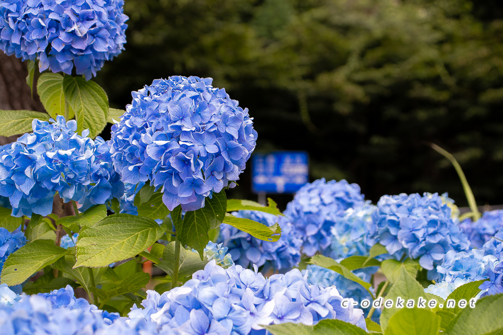 安芸太田町のアジサイロード