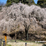 あじな桜