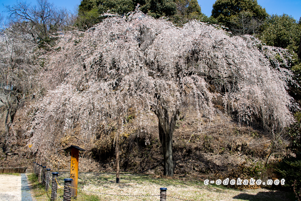 あじな桜