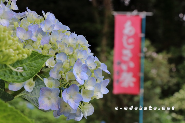 広島あじさいの名所シリーズ 府中市の あじさい寺 神宮寺を訪ねる