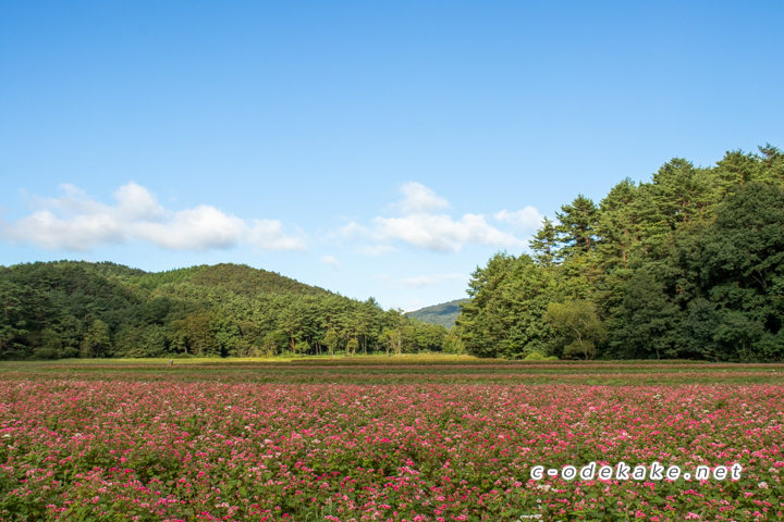 八幡高原赤そばの里