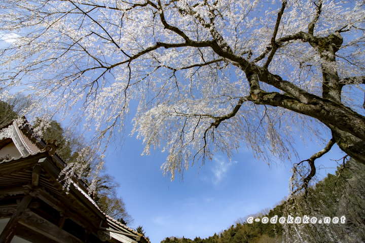 安養寺のしだれ桜