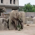 安佐動物公園