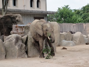 安佐動物公園