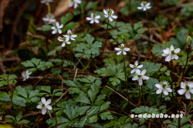 バイカオウレン　ご確認用 baikaouren01-640x427.jpg