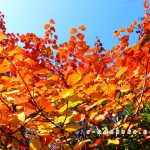 おおの自然観察の森ーベニマンサクの紅葉