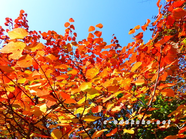 おおの自然観察の森ーベニマンサクの紅葉