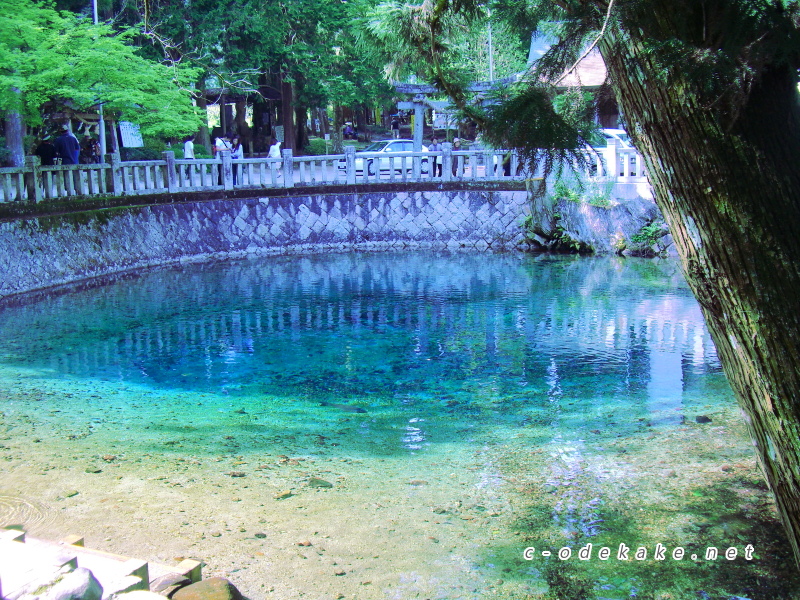 別府弁天池のコバルトブルーの湧き水