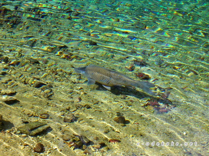別府弁天池を泳ぐ魚
