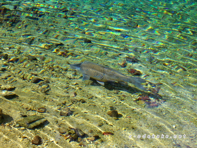 別府弁天池を泳ぐ魚