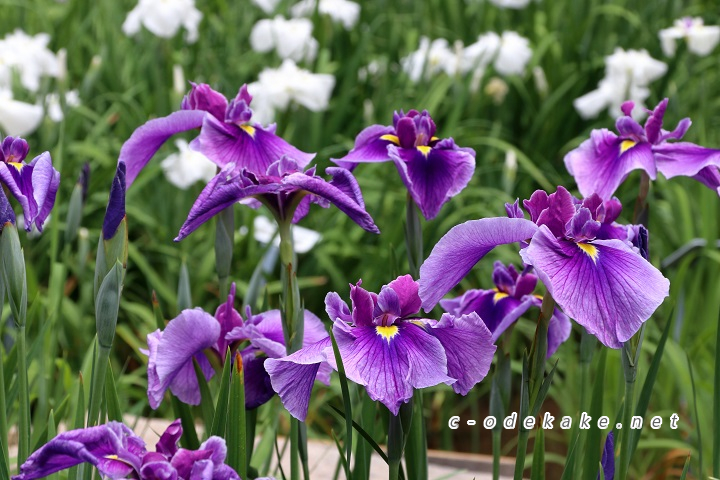 広島市植物公園の花しょうぶ