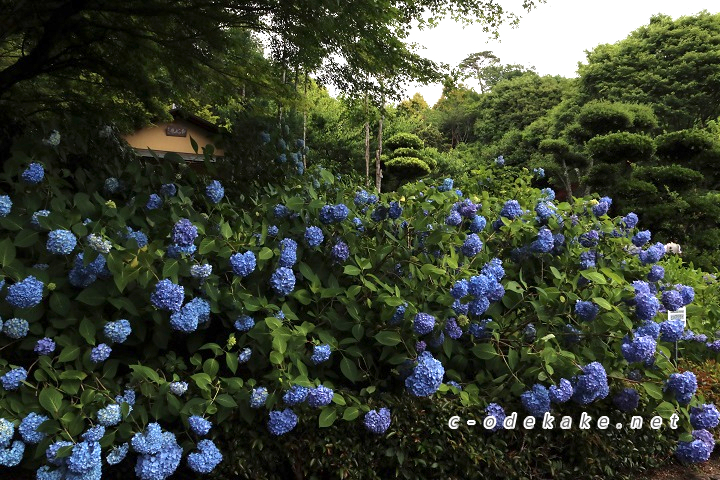 6月の花あじさい こんなところも 広島界隈で楽しむあじさい名所特集