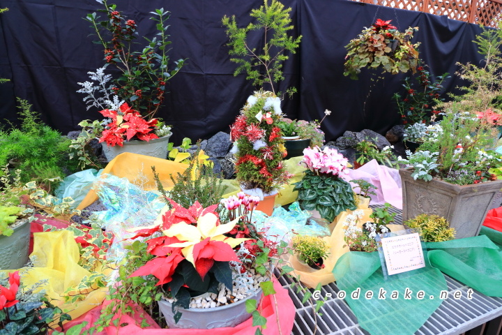 広島市植物公園（イルミネーション）