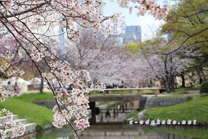 元安川の桜並木