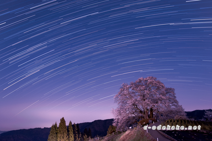 醍醐桜