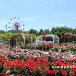 蜂ヶ峯総合公園のバラ園