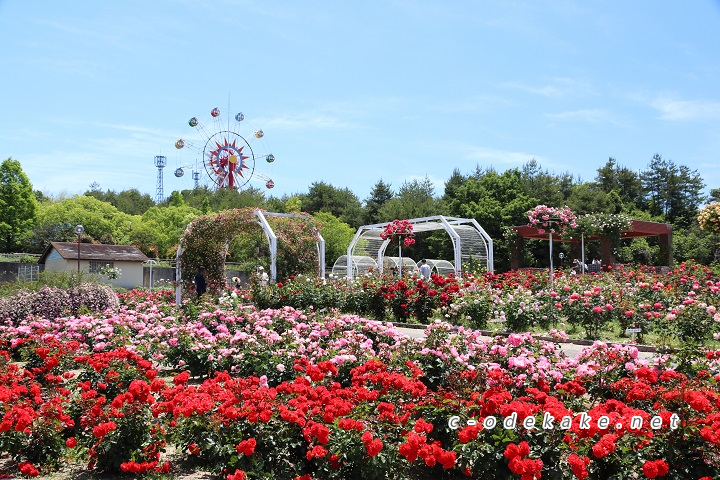 蜂ヶ峯総合公園のバラ園