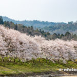 白竜湖の桜