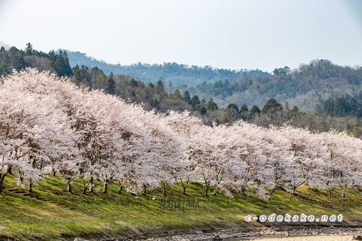 白竜湖の桜