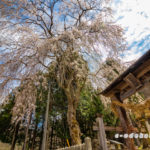 橋山大歳神社のしだれ桜