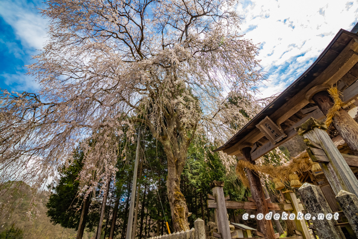 橋山大歳神社のしだれ桜