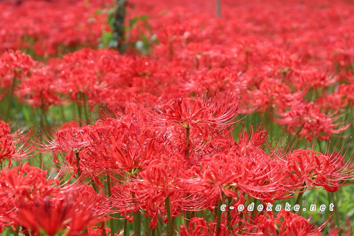 ひがん花の里