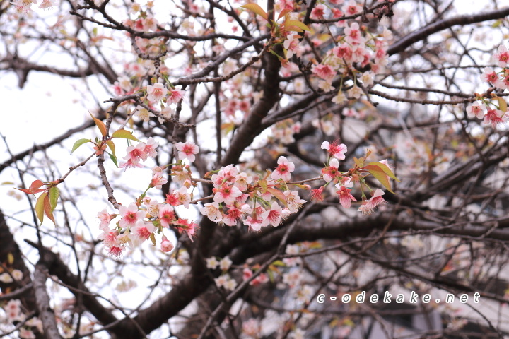 光が丘山根公園