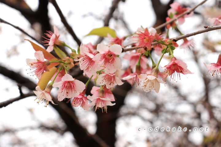 光が丘山根公園