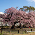 向島小学校の蓬莱桜