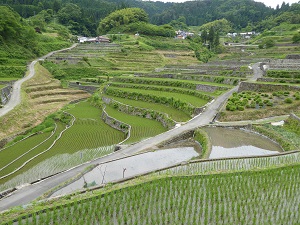 井仁の棚田