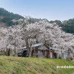 南明寺のイトザクラ