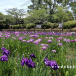 吉香公園の花しょうぶ園