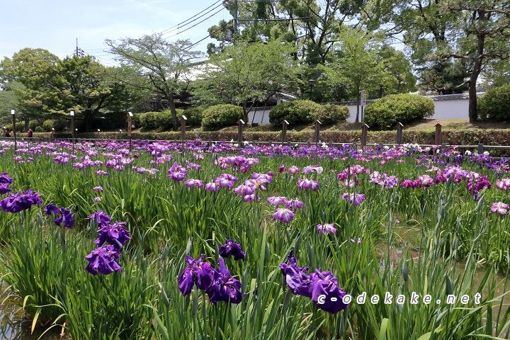 吉香公園の花しょうぶ園