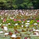 蛇の池のスイレンを求めて