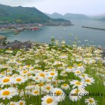 因島の除虫菊（馬神除虫菊畑）