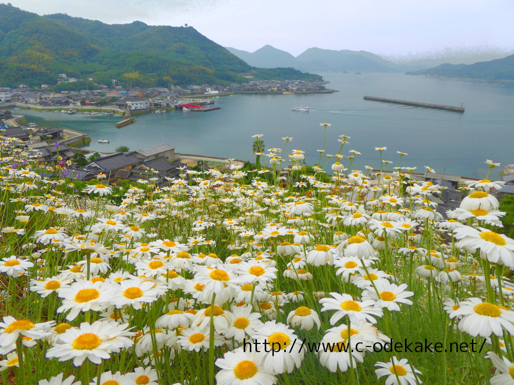 因島の除虫菊（馬神除虫菊畑）