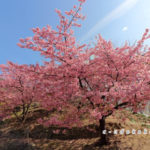 県民の浜の河津桜