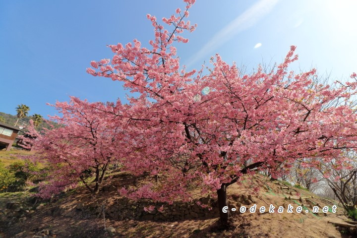 ２月から３月満開の河津桜の名所 広島ではココがおススメ