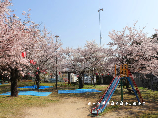 海老山公園の桜