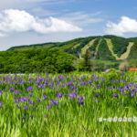 カキツバタの里