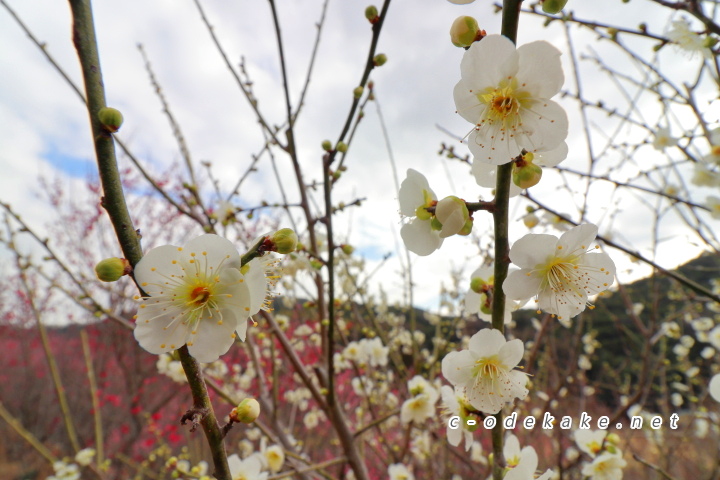 冠山総合公園