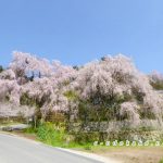 神原のしだれ桜