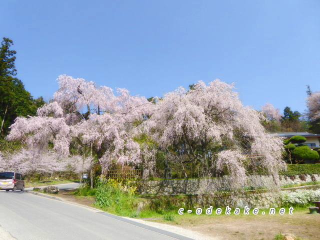 神原のしだれ桜 広島市佐伯区にある隠れた桜の名所を訪ねてみました