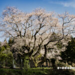 金谷の城山桜