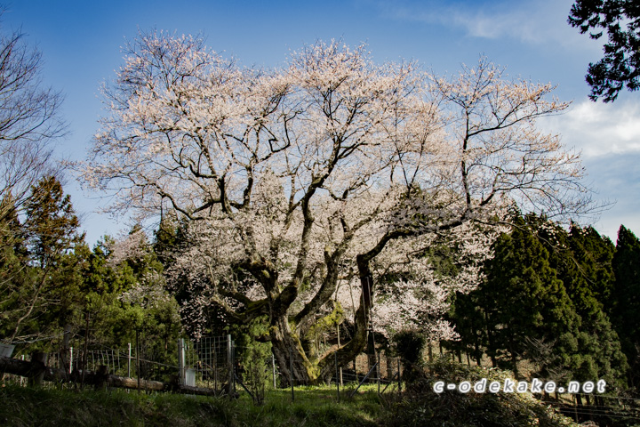 金谷の城山桜