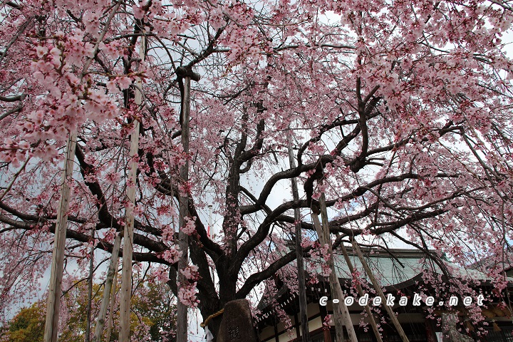 下から見上げたしだれ桜