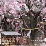 観音神社のしだれ桜