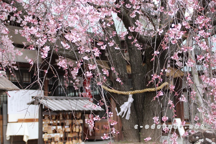 観音神社のしだれ桜