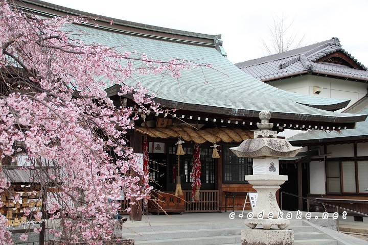 拝殿としだれ桜