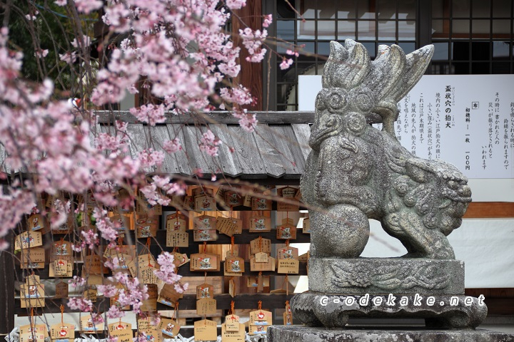 狛犬としだれ桜